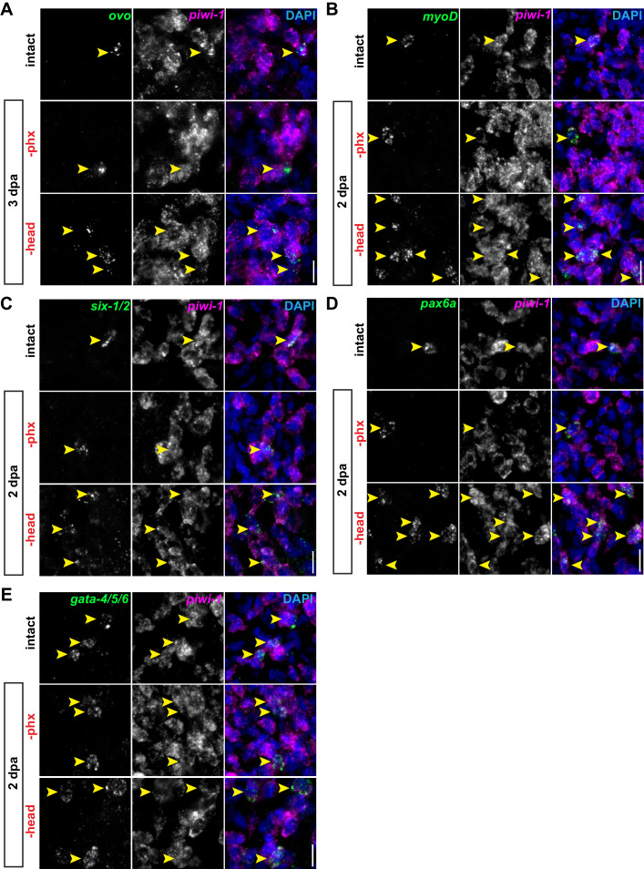 Figure 2—figure supplement 2.