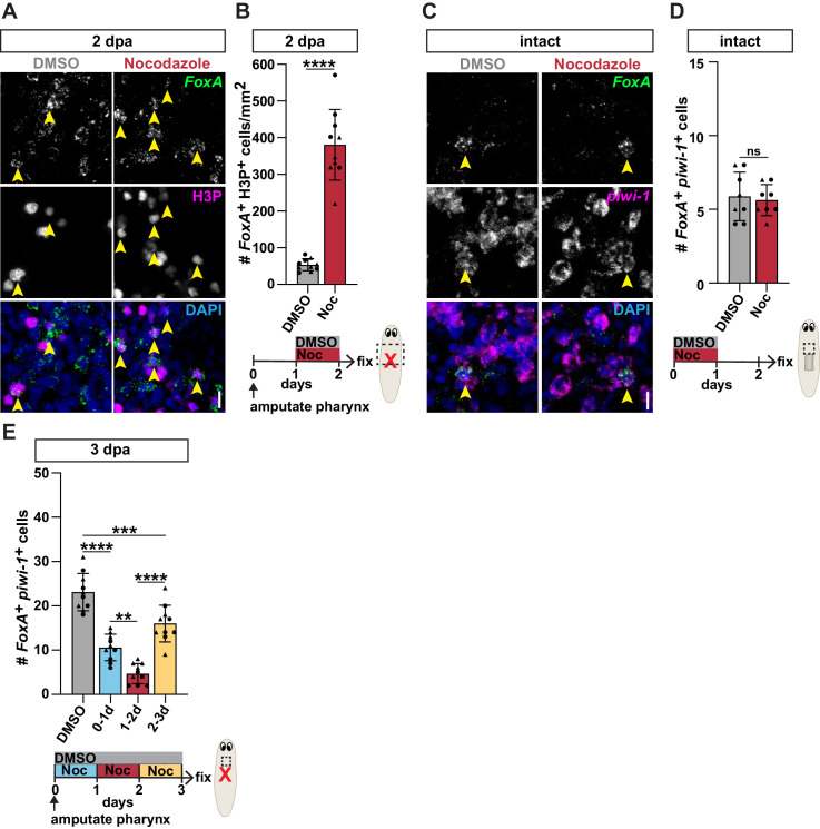 Figure 4—figure supplement 2.