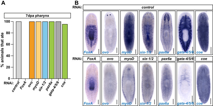 Figure 2—figure supplement 3.