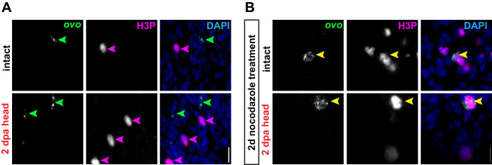 Figure 3—figure supplement 4.