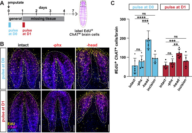 Figure 1—figure supplement 1.