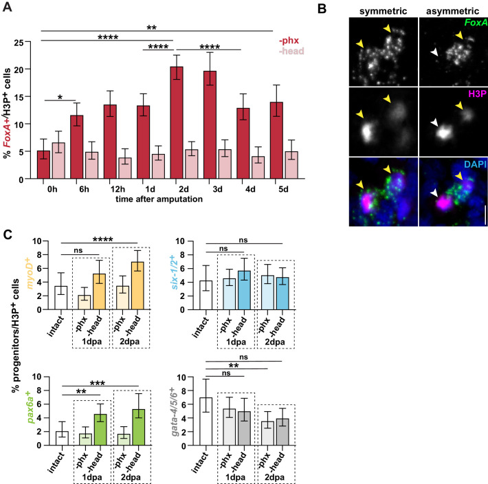 Figure 3—figure supplement 1.