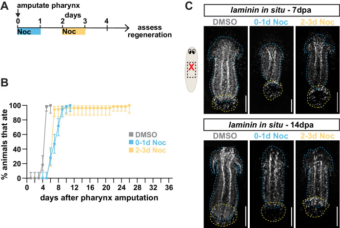 Figure 4—figure supplement 1.