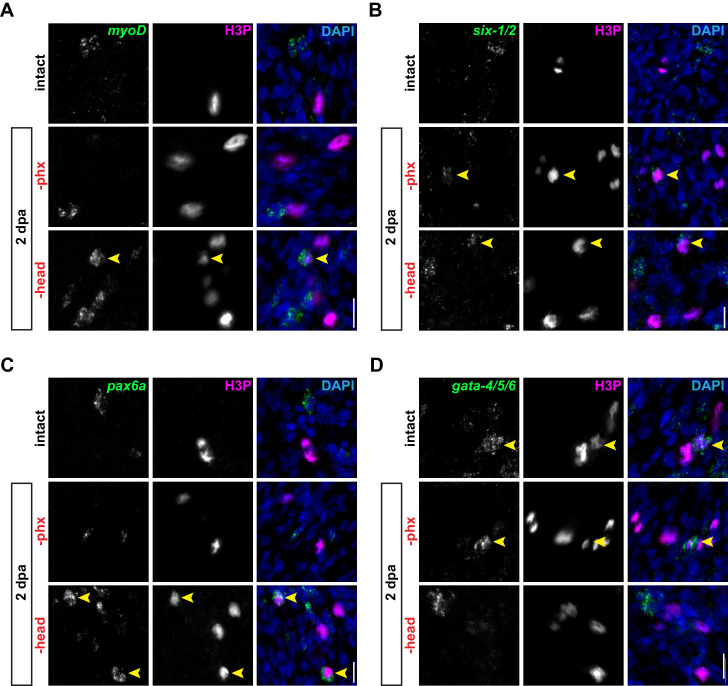 Figure 3—figure supplement 2.