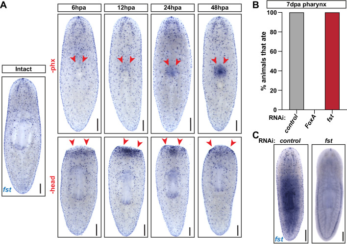 Figure 5—figure supplement 2.