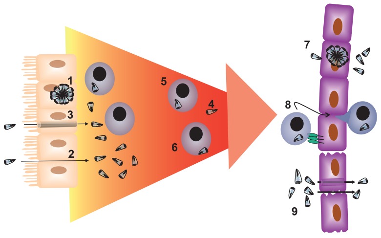 Fig. 1.