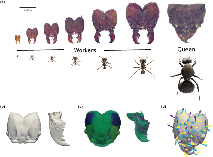 Large deformation diffeomorphic mapping of 3d shape variation reveals