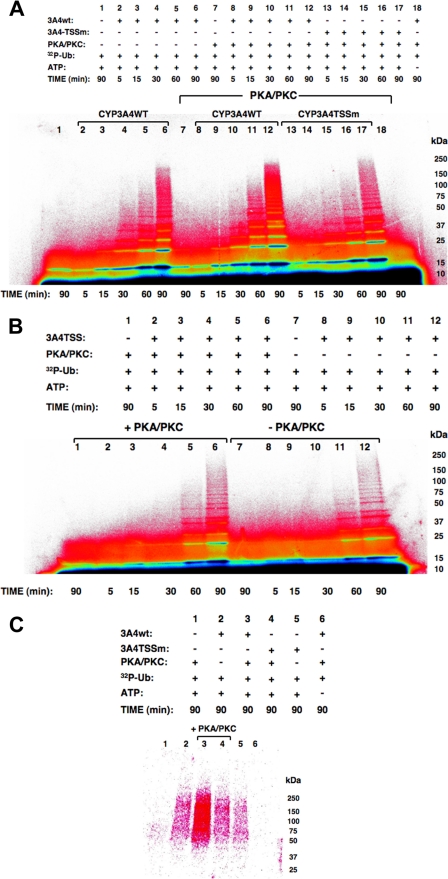 FIGURE 6.