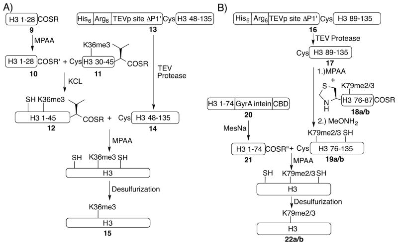 Scheme 1