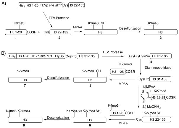 Scheme 2