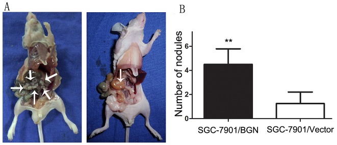 Fig.6