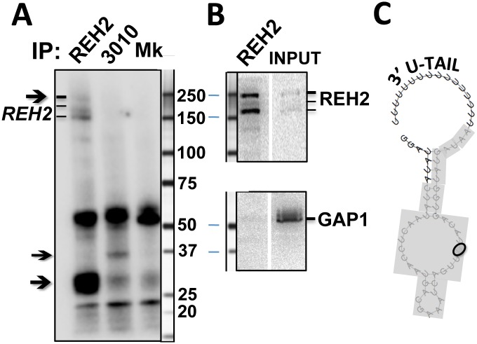 Fig 9