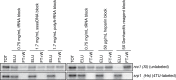 Appendix 1—figure 7.