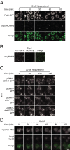 Figure 4—figure supplement 1.