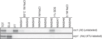 Appendix 1—figure 8.
