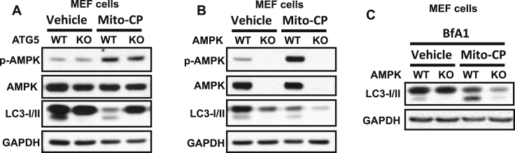 Fig. 4