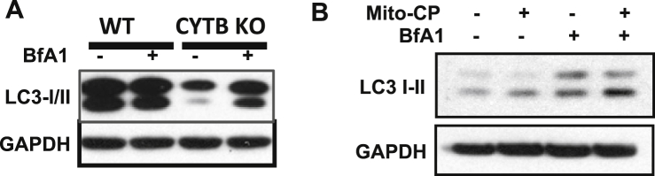 Fig. 3