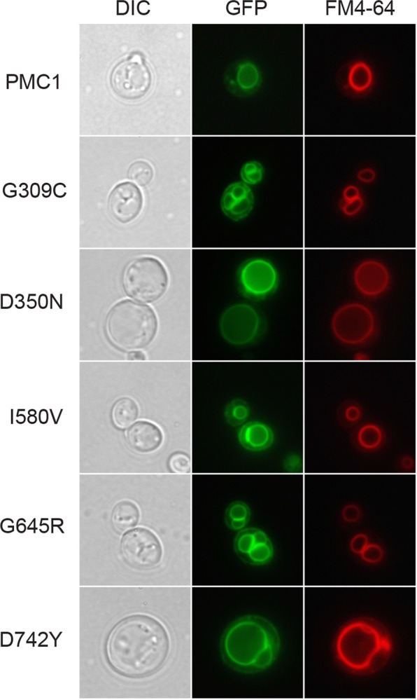 Figure 10