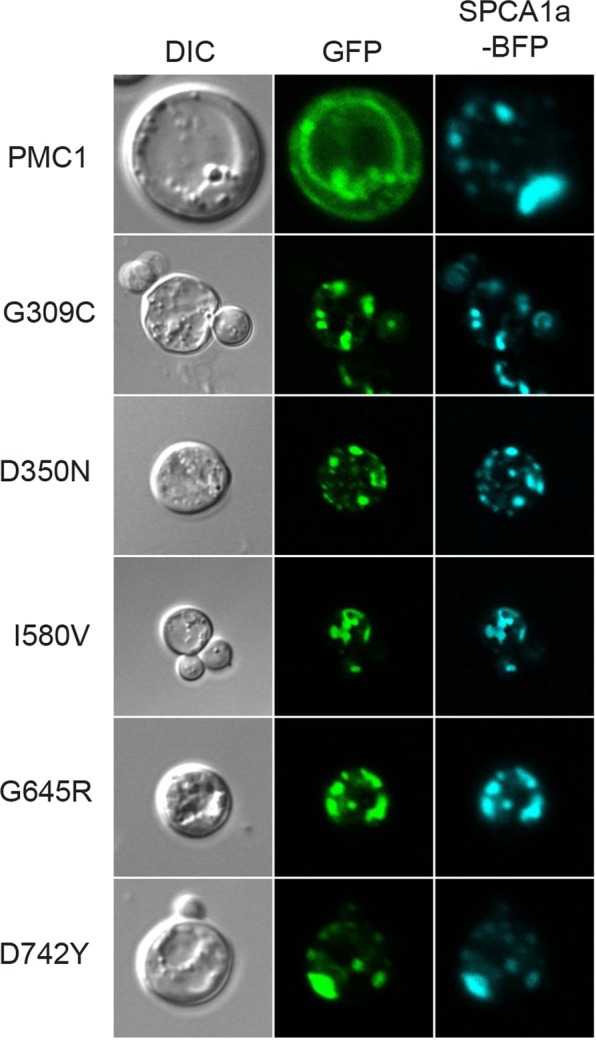 Figure 12