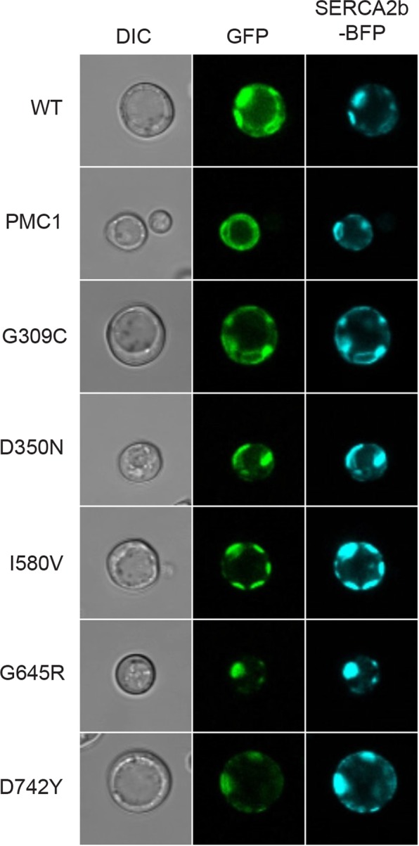 Figure 13