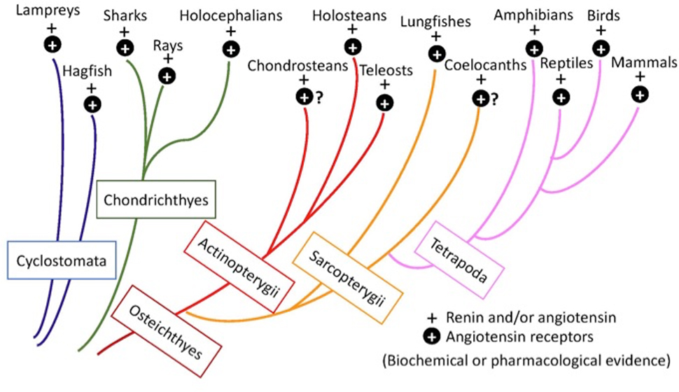 Phylogeny And Ontogeny Of The Renin Angiotensin System Current View