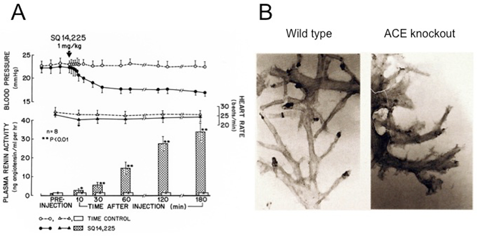 Phylogeny And Ontogeny Of The Renin Angiotensin System Current View