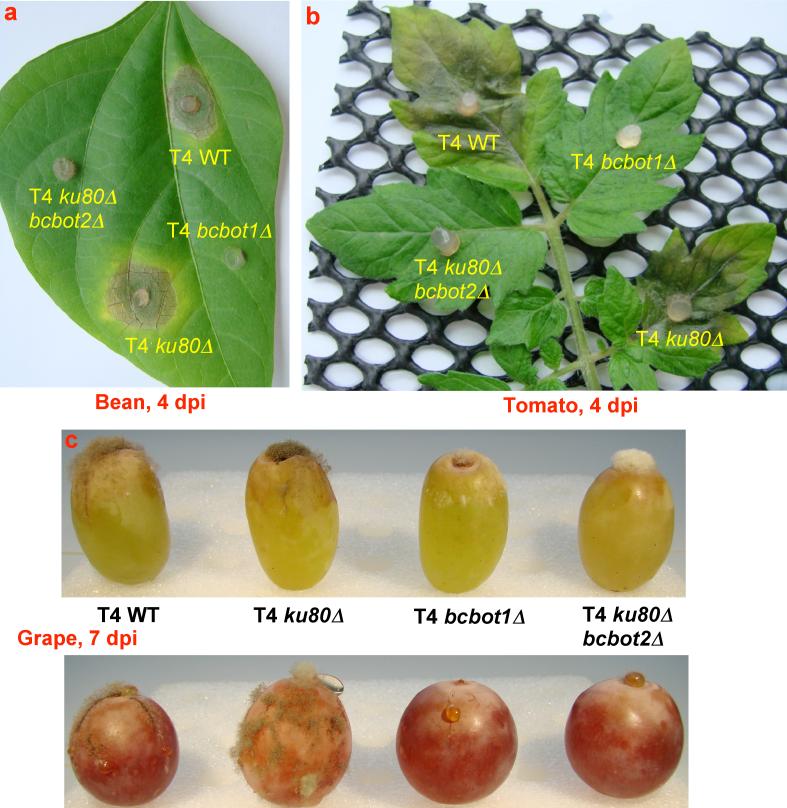 Figure 4