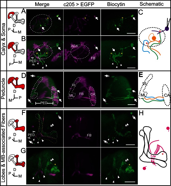 Figure 3—figure supplement 3.