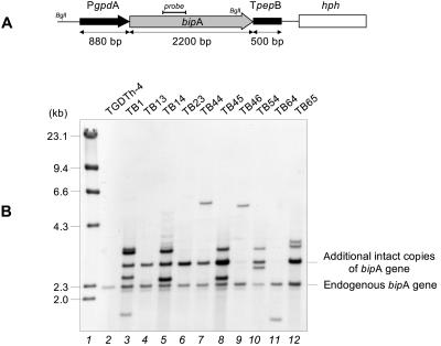 FIG. 1.