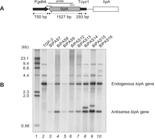 FIG. 5.