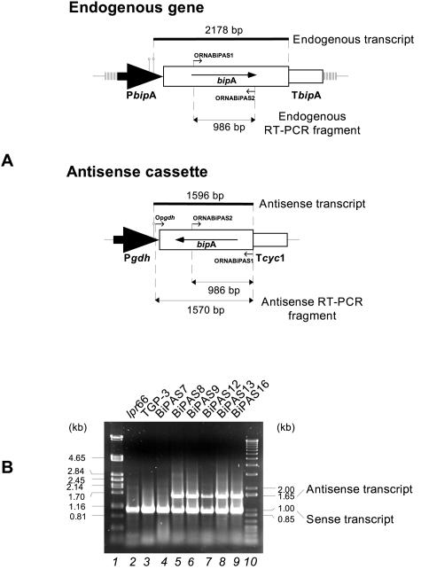 FIG. 7.