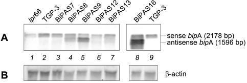 FIG. 6.