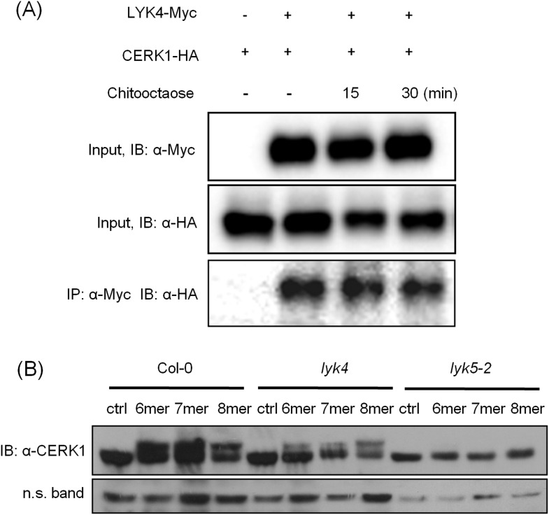 Figure 5—figure supplement 1.