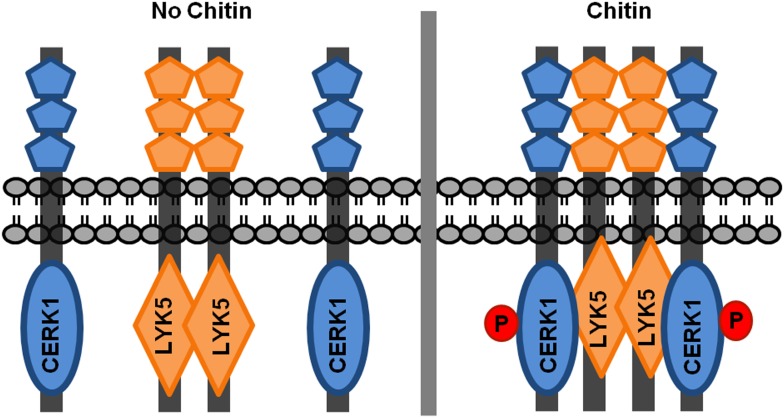 Figure 7—figure supplement 1.