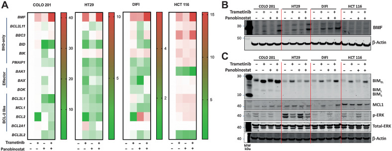 Figure 3. Induction of BMF and BIM by combined MEK/HDAC inhibition in colorectal cancer cells. Effect of trametinib (10 nmol/L) and panobinostat (25 nmol/L) treatment alone and in combination in COLO 201, HT29, DIFI, and HCT 116 cells on (A). Changes in expression of the proapoptotic genes; BMF, BCL2L11, BBC3, BID, BIK, and PMAIP1 the apoptotic effectors; BAK, BAX and BOK and the Bcl-2 only genes; BCL2L1, MCL1, BCL2, BCL2A1, and BCL2L2 as determined by qRT-PCR and presented as fold change over DMSO control. B, BMF protein expression following 24 hours treatment and (C) BIM, MCL1, pERK, and total-ERK following 6 hours of treatment as determined by Western blot. β-Actin was used as a loading control.