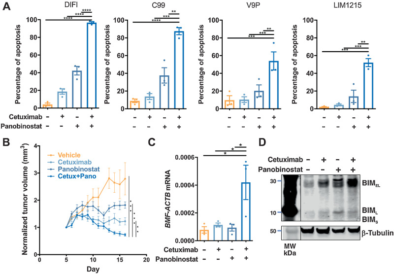 Figure 5. Combined EGFR/HDAC inhibition induces apoptosis in colorectal cancer cells. A, KRAS/BRAF wild-type colorectal cancer cell lines treated with cetuximab (10 μg/mL) and panobinostat (25 nmol/L) alone or in combination for 72 hours and apoptosis induction determined by propidium iodide staining and FACS analysis. The values shown are mean ± SEM from three independent experiments. One-way ANOVA, with Tukey's multiple comparison testing; *, P ≤0.05; **, P ≤ 0.01; ***, P ≤ 0.001; and ****, P ≤ 0.0001. B, Effect of cetuximab and panobinostat on growth of LIM1215 tumor xenografts. BALB/c nude mice per group were subcutaneously injected with 2×106 LIM1215 cells into the right and left flanks (n = 8–12). Mice were then randomized to receive either vehicle control, cetuximab (n = 5, 40 mg/kg), panobinostat (n = 5, 5 mg/kg) or the combination for a total of 12 treatments. Tumor volume was normalized to day 1 of treatment. The values shown are mean ± SEM. C, Expression of BMF mRNA expression in excised tumors (n = 3, all groups). The values shown are mean ± SEM. One-way ANOVA, with Tukey's multiple comparison testing; * P ≤ 0.05. D, Expression of BIM in representative excised tumors from each treatment group as determined by Western blot analysis. β-Tubulin was used as a loading control.