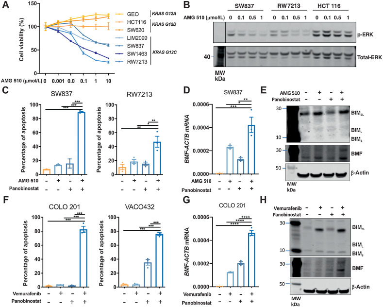 Figure 6. Combined KRAS/HDAC and BRAF/HDAC inhibition induces apoptosis in colorectal cancer cells. A, Effect of AMG 510 on cell viability in colorectal cancer cells. KRASG12C mutant (LIM2099, RW7213, SW837, and SW1463), KRASG12D mutant (HCT116 and SW620), and KRASG12A mutant (GEO) colorectal cancer cells were treated with escalating doses of AMG 510 for 72 hours, and cell viability assessed by MTS assay. The values shown are mean ± SD from a single experiment performed in technical triplicate. Similar results were obtained in a second independent experiment. B, SW837, RW7213, and HCT 116 cells treated with AMG 510 for 1 hour and p-ERK and total ERK levels determined by Western blot analysis. C, Apoptosis analysis as determined by propidium iodide staining and FACS analysis in SW837 and RW7213 cells treated with AMG 510 (0.1 μmol/L) and panobinostat (25 nmol/L) alone and in combination for 72 hours. The values shown are mean ± SEM from a single representative experiment performed in technical triplicate. Similar results were obtained in two additional independent experiments. One-way ANOVA, with Tukey's multiple comparison testing; *, P ≤0.05; **, P ≤0.01; and ***, P ≤0.001. D, BMF mRNA expression as determined by qRT-PCR in SW837 cells treated with AMG 510 (0.1 μmol/L) and panobinostat (25 nmol/L) for 12 hours. The values shown are mean ± SEM from a single representative experiment performed in technical triplicate; *, P ≤ 0.05; **, P ≤ 0.01; ***, P ≤ 0.001). E, Corresponding western blot analysis for BIM and BMF expressions. β-Tubulin was used as a loading control. F, Apoptosis analysis as determined by propidium iodide staining and FACS analysis in COLO 201 and VACO432 cells treated with vemurafenib (2.5 μmol/L) and panobinostat (25 nmol/L) alone and in combination for 72 hours. The values shown are mean ± SEM from a single representative experiment performed in technical triplicate. Similar results were obtained in two additional independent experiments. One-way ANOVA, with Tukey's multiple comparison testing; ***, P ≤ 0.001; ****, P ≤ 0.0001. G, BMF mRNA expression as determined by qRT-PCR in COLO 201 cells treated with vemurafenib (2.5 μmol/L) and panobinostat (25 nmol/L) for 12 hours. The values shown are mean ± SEM from a single representative experiment performed in technical triplicate; ****, P ≤ 0.0001. H, Corresponding western blot analysis for BIM and BMF expressions. β-Tubulin was used as a loading control.