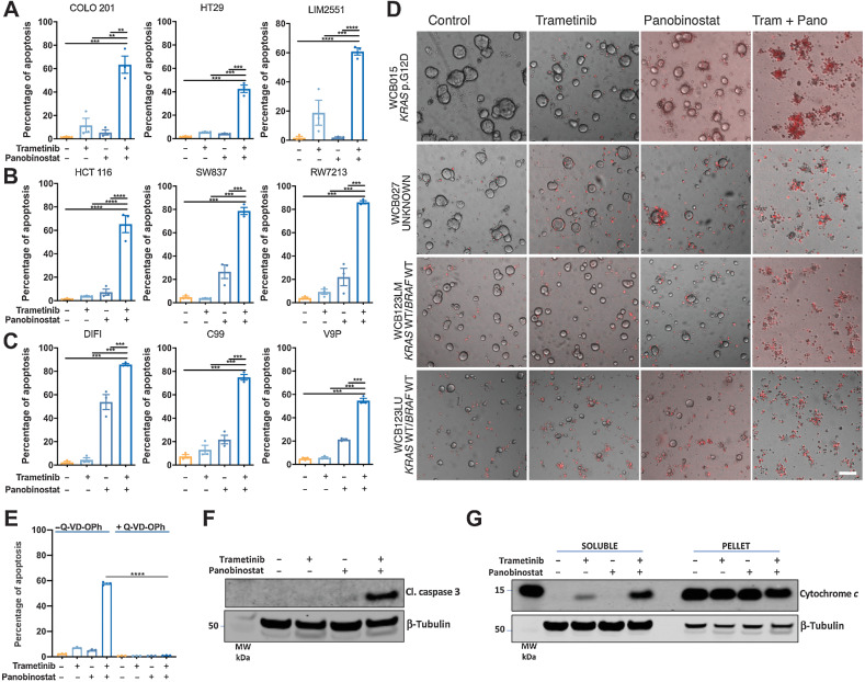 Figure 1. Combined MEK/HDAC inhibition induces apoptosis and reduces viability of colorectal cancer cells and patient-derived colorectal tumor organoids. A, BRAFV600E mutant, (B) KRAS mutant, and (C) KRAS/BRAF wild-type colorectal cancer cell lines were treated with trametinib (10 nmol/L) and panobinostat (25 nmol/L) alone or in combination for 72 hours and apoptosis induction determined by propidium iodide staining and FACS analysis. The values shown are mean ± SEM from three independent experiments. Differences were compared using a one-way ANOVA, with Tukey's multiple comparison testing; **, P ≤ 0.01; ***, P ≤ 0.001; and ****, P ≤ 0.0001. D, Effect of trametinib/panobinostat combination treatment on apoptosis in patient-derived colorectal tumor organoids (PDTO). Representative images of propidium iodide–stained PDTO's treated with trametinib (10 nmol/L) and panobinostat (25 nmol/L) alone and in combination for 72 hours. Images were obtained at ×4 magnifications; scale bar, 100 μm. Cells that have incorporated propidium iodide are stained red. E, COLO 201 cells treated with trametinib (10 nmol/L) and panobinostat (25 nmol/L) alone and in combination in the presence or absence of the pan-caspase inhibitor Q-VD-OPh (10 μmol/L) for 24 hours, and apoptosis determined by PI staining and FACS analysis. The values shown are mean ± SEM from a single experiment performed in technical triplicate. Differences were compared using a one-way ANOVA, with Tukey's multiple comparison testing; ****, P ≤ 0.0001. Western blot analysis for (F) cleaved caspase 3 expression and (G) cytochrome c release in COLO 201 cells treated with trametinib (10 nmol/L) and panobinostat (25 nmol/L) for 24 hours. β-Tubulin was used as a loading control.