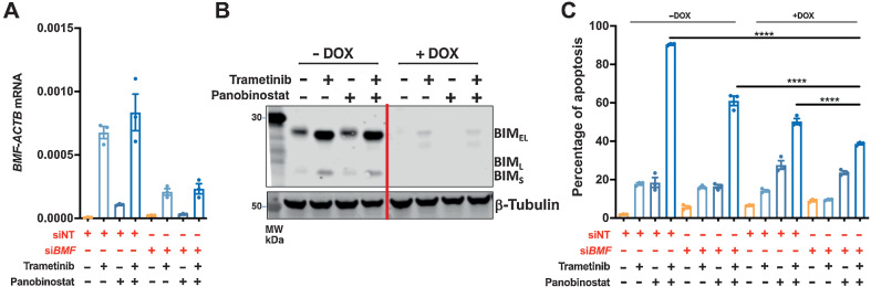 Figure 4. Effect of dual inactivation of BIM and BMF on trametinib and panobinostat induced apoptosis. COLO 201 BIM deletion CRISPR cells [minus doxycycline (−DOX) and plus doxycycline (+DOX)] were transiently transfected with non-targeting or BMF-targeting siRNAs for 24 hours. Cells were then treated with trametinib (10 nmol/L) and panobinostat (25 nmol/L) alone and in combination for 24 hours. A, Knockdown efficiency of BMF as determined by qRT-PCR. B, Validation of CRISPR-Cas9–mediated BIM deletion by Western blot. β-Tubulin was used as a loading control. C, Apoptosis determined by propidium iodide staining and FACS analysis. The values shown are mean ± SEM from a single experiment performed in technical triplicate. Similar results were obtained in a second independent experiment. One-way ANOVA, with Tukey's multiple comparison testing; ****, P ≤ 0.0001)