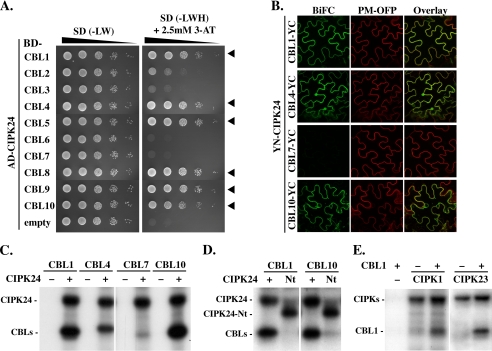 FIGURE 3.