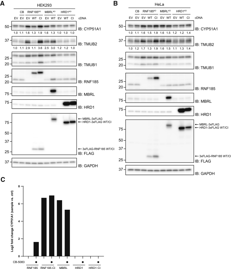 Figure 5