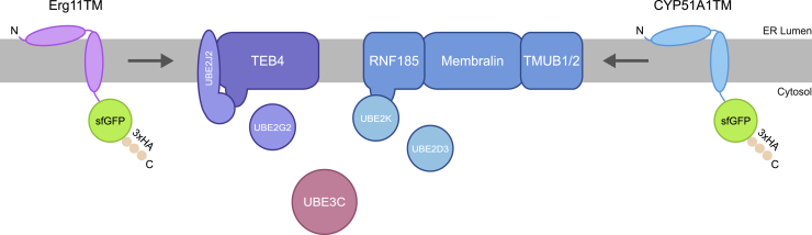 Figure 7