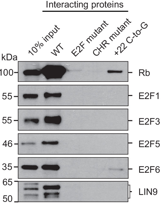 Figure 4—figure supplement 1.