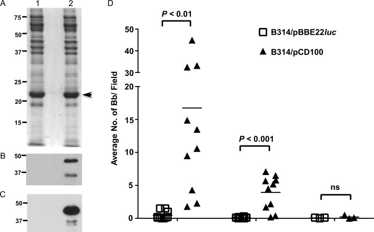 Fig 8