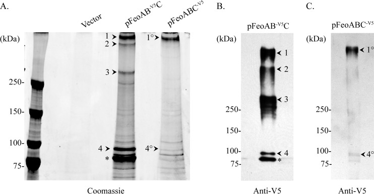 FIG 5