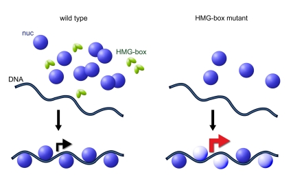 Living with fewer nucleosomes: transcriptional programs are affected when, on some sites, nucleosomes are present only part-time.