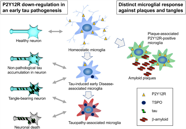 Graphical Abstract