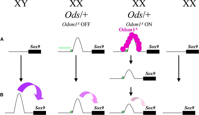 Figure 2.—