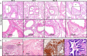 Fig 7