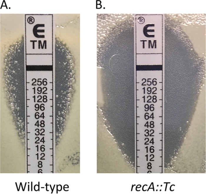 FIG 1 